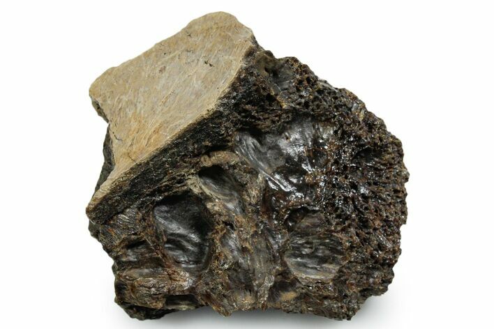 Fossil Tyrannosaur (T rex) Bone Section - Wyoming #353590